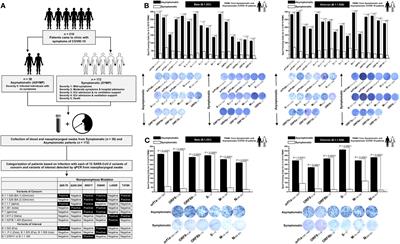 Cross-protection induced by highly conserved human B, CD4+, and CD8+ T-cell epitopes-based vaccine against severe infection, disease, and death caused by multiple SARS-CoV-2 variants of concern